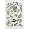 Illustrated poster titled 'Garden Birds' with many colorful songbirds perched on branches, each labeled with its species name.