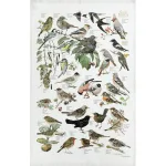 Vintage illustrated poster of garden birds with labeled species perched on branches and berries.